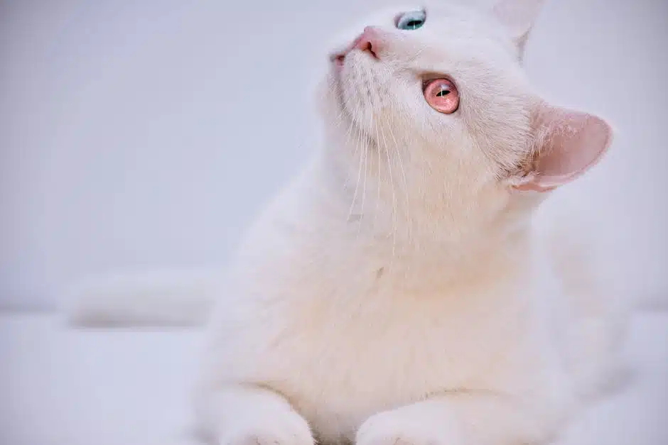The Ultimate Guide to Lucrative Pet Affiliate Programs: Boost Your Income Today!